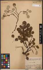 Foto von Salix reticulata L.